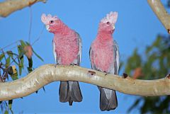 Galah